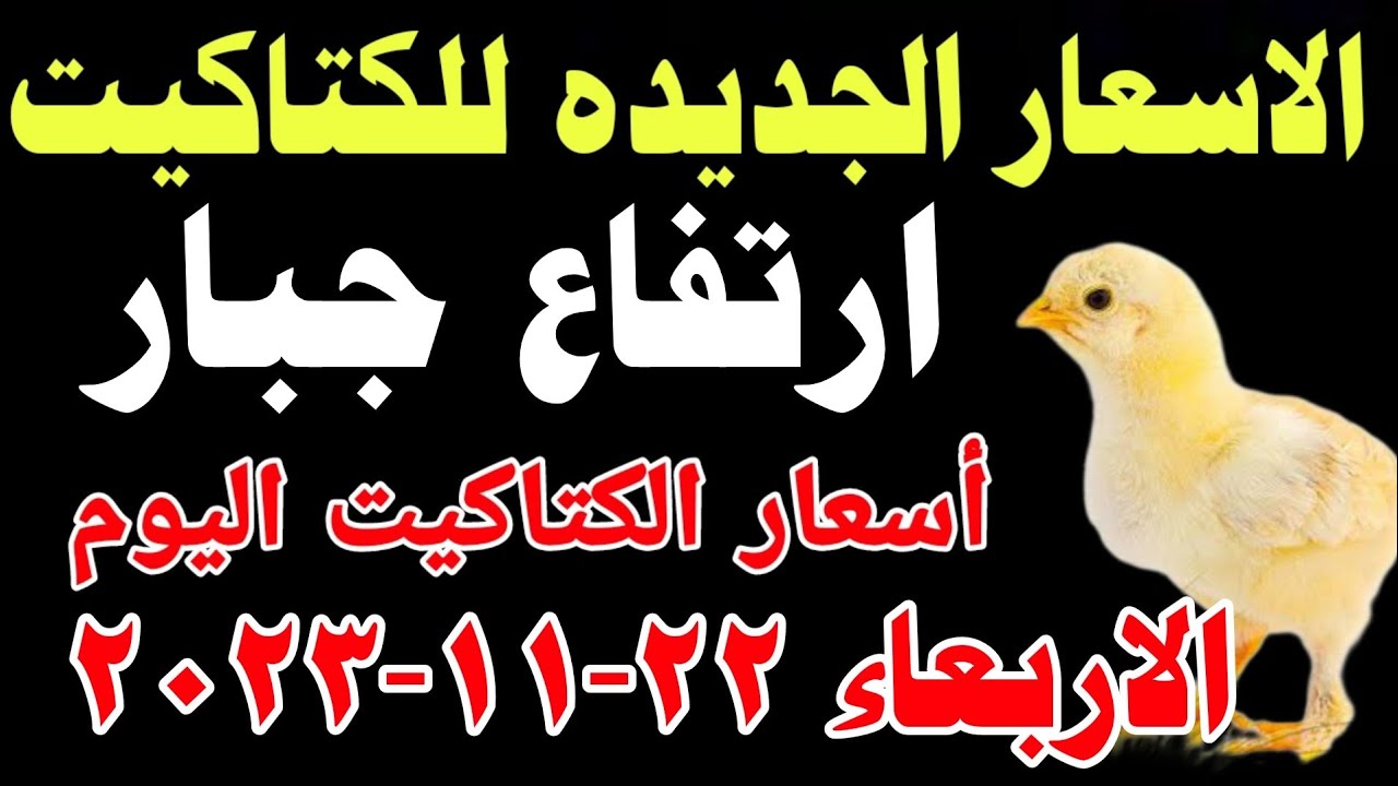 الأسعار الجديدة للكتاكيت في مصر (الاثنين 14 أبريل 2025) الأسعار الجديدة للكتاكيت في مصر (الاثنين 14 أبريل 2025)
