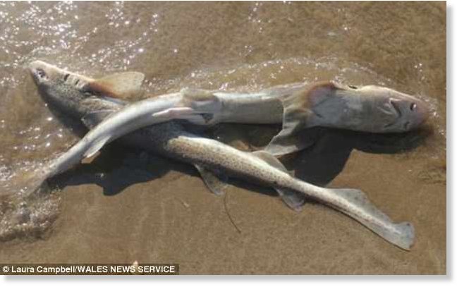 Body Found After Swimmer Disappears Near Israeli Beach Known For Sharks Body Found After Swimmer Disappears Near Israeli Beach Known For Sharks