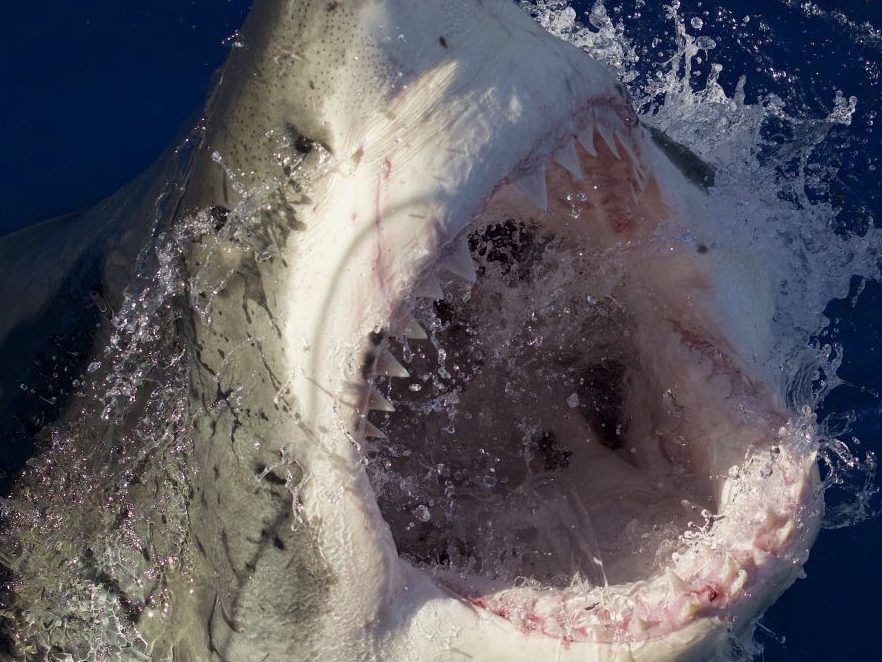 Fatal Incident: Shark Activity And Missing Swimmer At Israeli Beach Fatal Incident: Shark Activity And Missing Swimmer At Israeli Beach