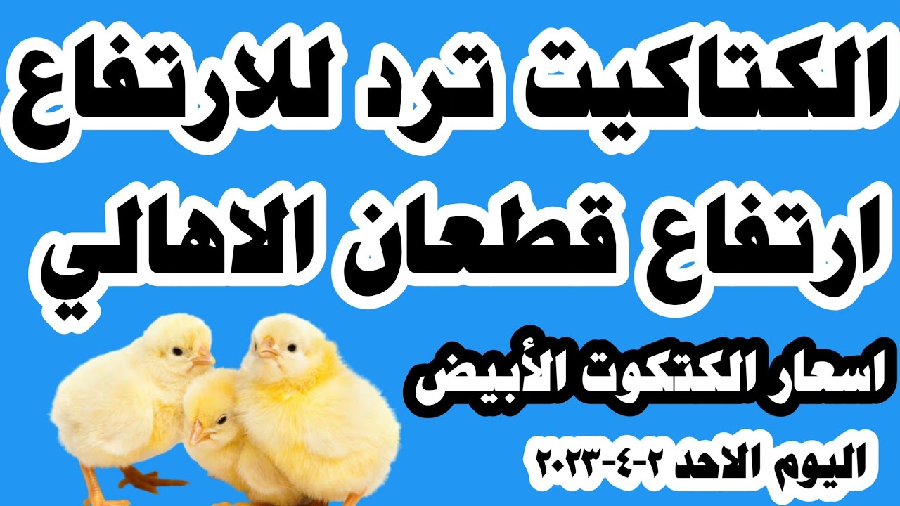 تحديث أسعار الكتاكيت اليوم الاثنين 14-4-2025 في جميع أنحاء مصر تحديث أسعار الكتاكيت اليوم الاثنين 14-4-2025 في جميع أنحاء مصر