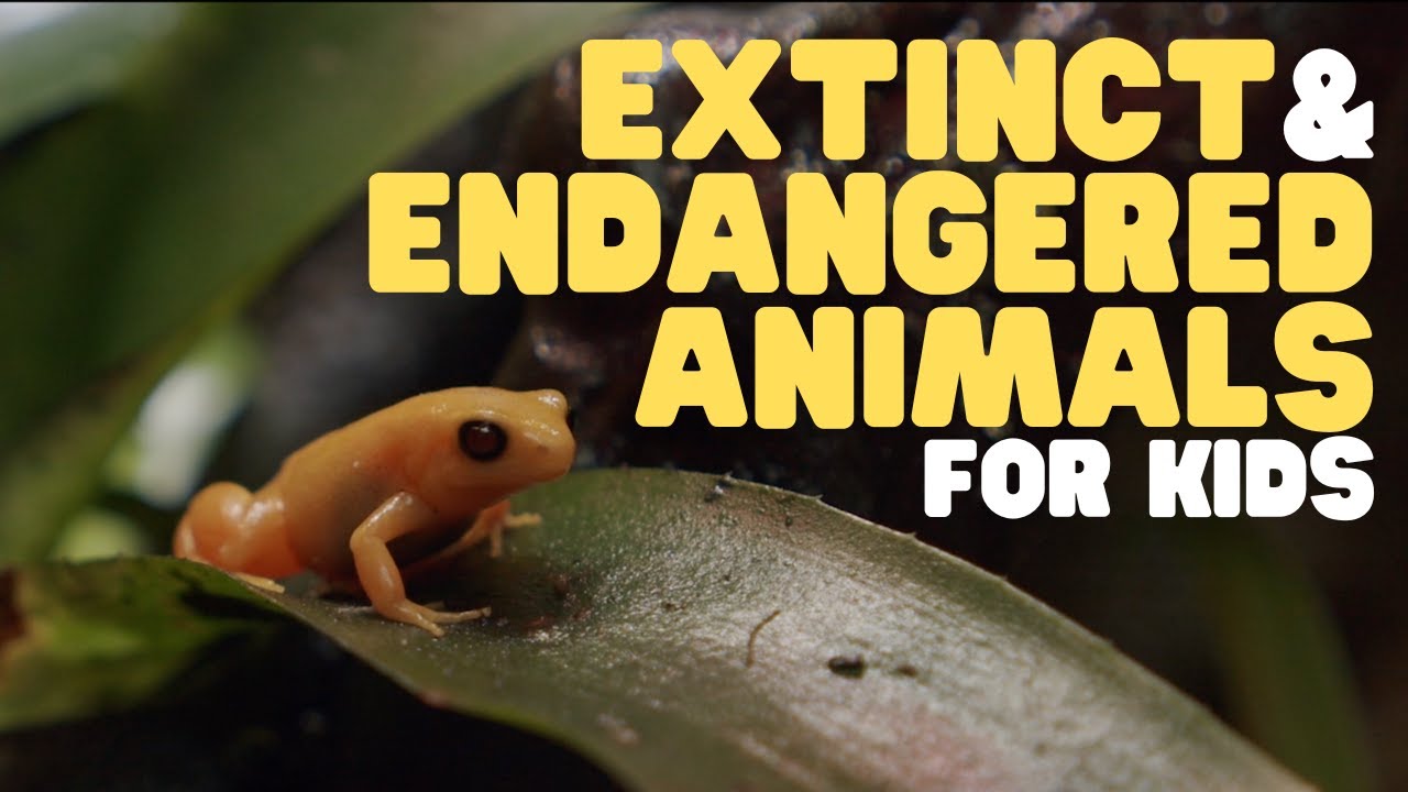 The Role Of AI In Protecting Endangered Species: Opportunities And Risks The Role Of AI In Protecting Endangered Species: Opportunities And Risks