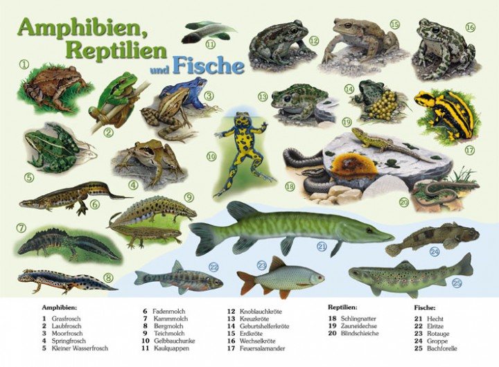 Thüringens Reptilien Und Amphibien: Der Neue Atlas Ist Da Thüringens Reptilien Und Amphibien: Der Neue Atlas Ist Da